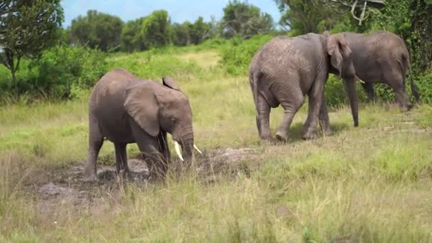 Una familia de elefantes se va, y un elefante joven salpica agua de un charco — Vídeos de Stock