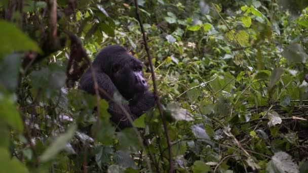 Primer plano retrato de sheving silverback en el salvaje profundo en la selva — Vídeo de stock