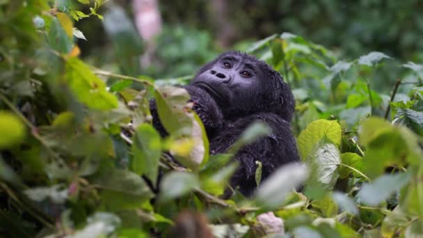 Gorila ukrývá dítě v divočině hluboko v džungli — Stock video