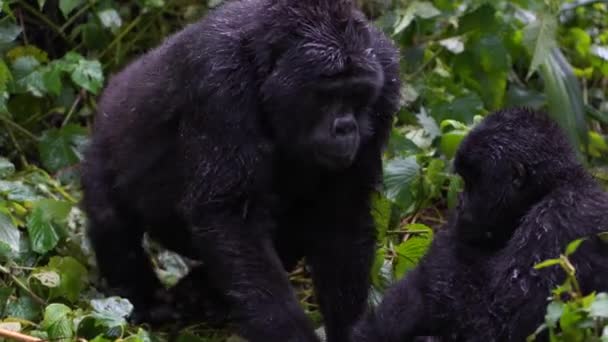 Zwei feuchte Gorillas mit unzufriedenem Blick warten auf den Regen — Stockvideo