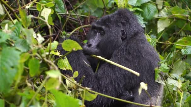 Czarny goryl, srebrzysty, żuje roślinność w głębi dżungli. — Wideo stockowe