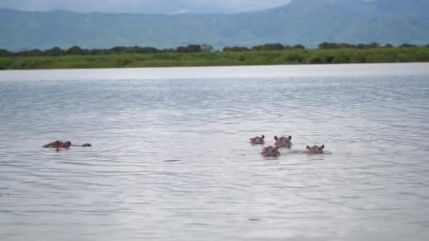 Landskap med en grupp flodhästar vid Nilen — Stockvideo