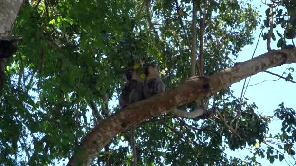 Deux drôles de mamans singes verts avec des enfants sont assis dans un arbre et un autre bébé court vers eux — Video