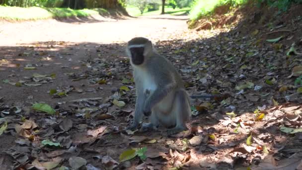 Mono tomar nueces directamente de la mano de los operadores — Vídeo de stock