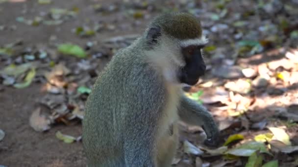 Κοντινό πορτρέτο ενός αστείου πράσινου πίθηκου που μασάει καρύδια — Αρχείο Βίντεο
