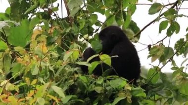 Yavru goril ağaçta oturur ve bitkileri çiğner.