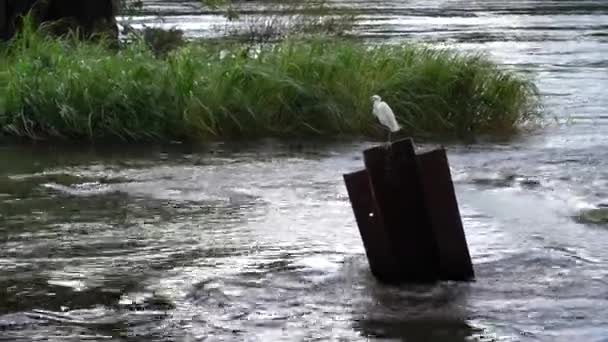Білий Герон сидить на шматку заліза, що виходить з швидко текучої води серед зеленої трави в вітряну погоду. — стокове відео