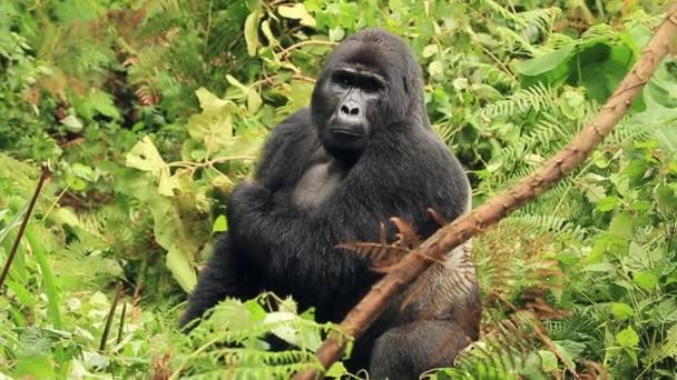 Silverback vypadá pečlivě poškrábání a odejde — Stock video