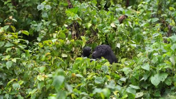 Um gorila esconde bebê, boceja e se estende no fundo selvagem na selva — Vídeo de Stock