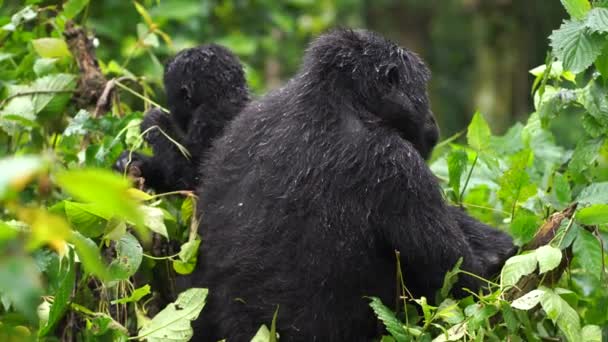 Un gorila con un niño está sentado cerca, bostezando, dando la vuelta y masticando los brotes jóvenes de un arbusto — Vídeo de stock