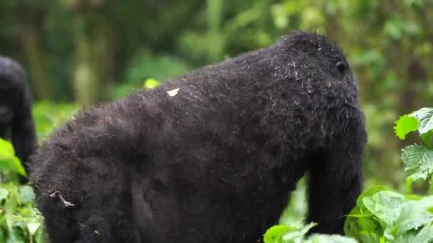 Fermer un gorille avec un enfant se déplace vers un nouvel emplacement — Video