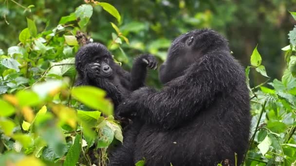 Negro gorila besa su babys dedos, en la salvaje profundo en la selva — Vídeos de Stock