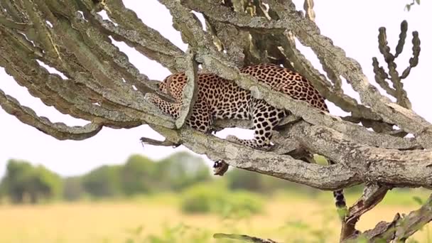 En leopard ligger på ett mjölkogräs träd i den afrikanska Savannah. — Stockvideo