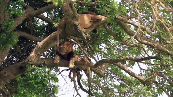 Dos leones africanos posados en lo alto de un gran árbol con sus patas colgando — Vídeos de Stock