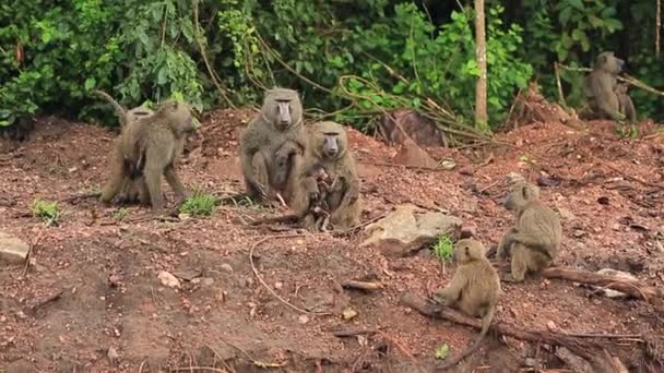 Una familia de monos africanos grises se sientan a lo largo del camino — Vídeo de stock