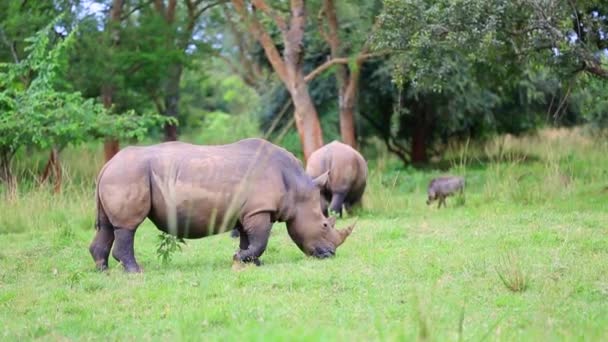 Родина носорогів мирно пасуться в африканському лісі. — стокове відео