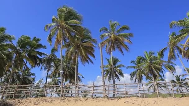 Karayipler 'de tipik bir plaj. Uzun palmiye ağaçları ve ahşap bir çit. — Stok video