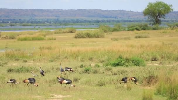 Africká savana krajina s hejnem korunovaných jeřábů — Stock video