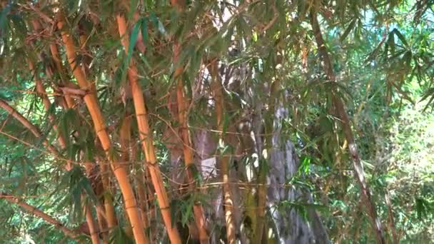 Bamboo trunks and the movement of leaves in the wind — Stock Video