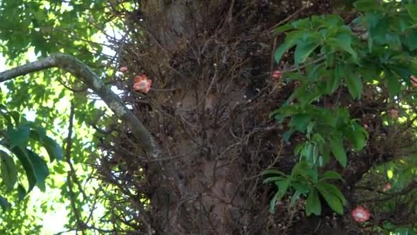 Flores rosadas en el árbol de bala de cañón — Vídeos de Stock