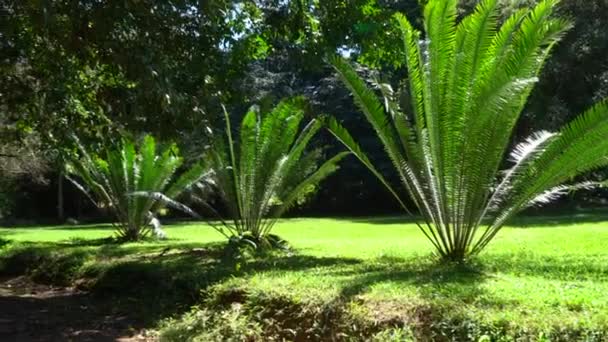 あらゆる種類のアフリカの植生が表現されているエンテベ植物園を歩いてください — ストック動画