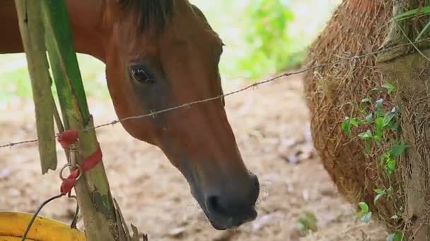 Klumpen eines braunen Pferdes frisst Heu aus einem Netzbeutel — Stockvideo