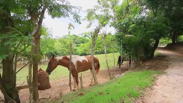 Een bruin paard eet hooi uit een maaszak in een paddock — Stockvideo