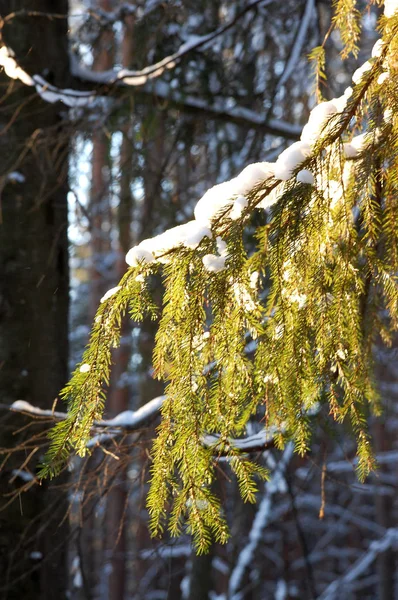 Kış doğanın güzelliği — Stok fotoğraf