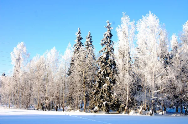 Η ομορφιά της φύσης του χειμώνα — Φωτογραφία Αρχείου