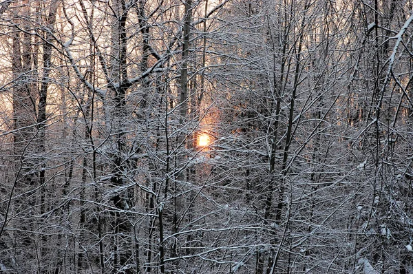A beleza da natureza de inverno — Fotografia de Stock