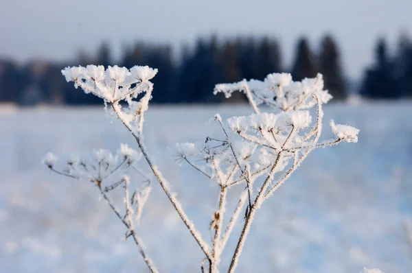 La beauté de la nature hivernale — Photo
