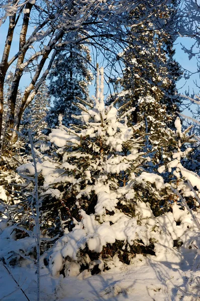 A beleza da natureza de inverno — Fotografia de Stock