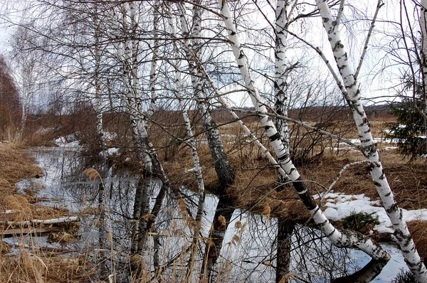 Красота зимней природы — стоковое фото