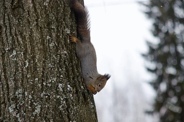 Eichhörnchen im Stadtpark — Stockfoto
