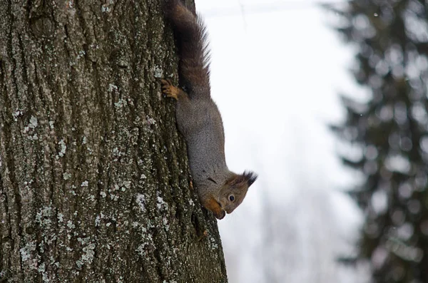 Squirrel in a city Park — Stock Photo, Image