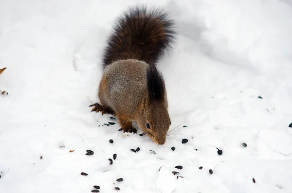 Eichhörnchen im Stadtpark — Stockfoto