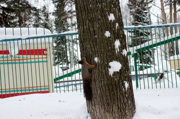 Eichhörnchen im Stadtpark — Stockfoto