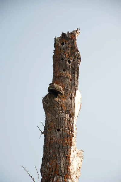 Sommer-Naturwiese — Stockfoto