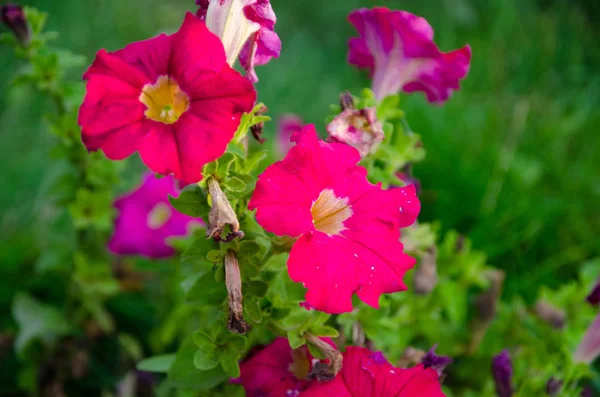 Hanging flowers on the flowerbed in city Park — Stock Photo, Image