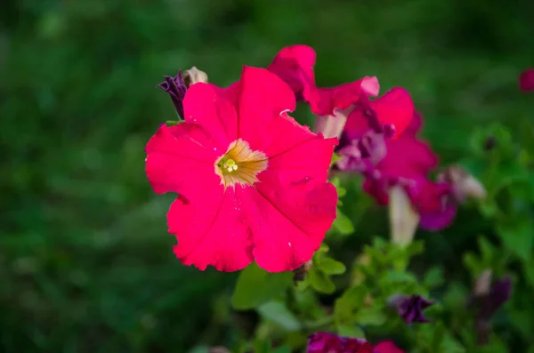 City Park flowerbed üzerinde asılı çiçek — Stok fotoğraf