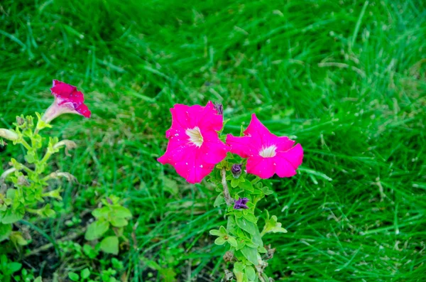 Hanging flowers on the flowerbed in city Park — Stock Photo, Image