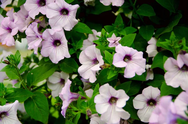 市公園の花壇の花が垂れて — ストック写真