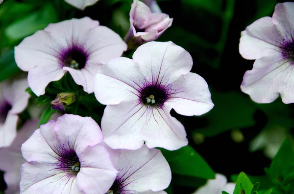 市公園の花壇の花が垂れて — ストック写真