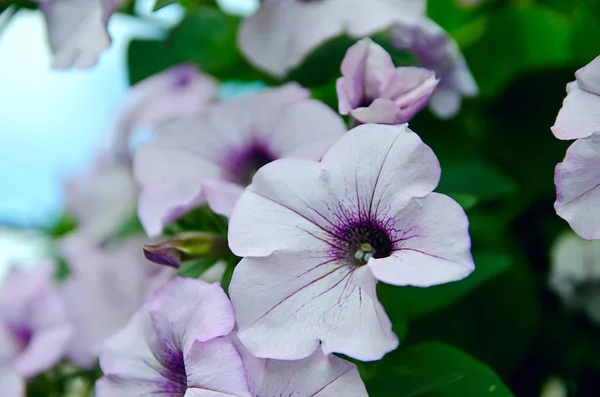 市公園の花壇の花が垂れて — ストック写真