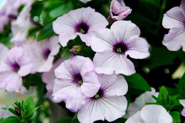 Hanging flowers on the flowerbed in city Park — Stock Photo, Image