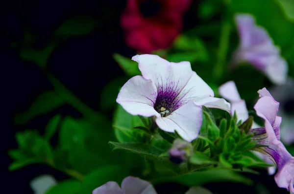 Hanging flowers on the flowerbed in city Park — Stock Photo, Image