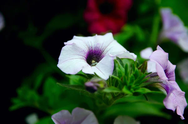 Accrocher des fleurs sur le lit de fleurs dans le parc de la ville — Photo