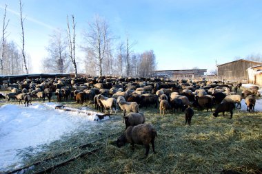 koyun bir arazide kış yürüyüş
