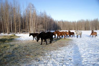 atları kış yürüyüş