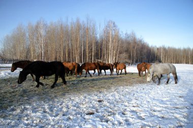 atları kış yürüyüş